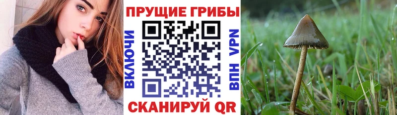 Купить закладки  Новый Оскол  Галлюциногенные грибы мицелий 